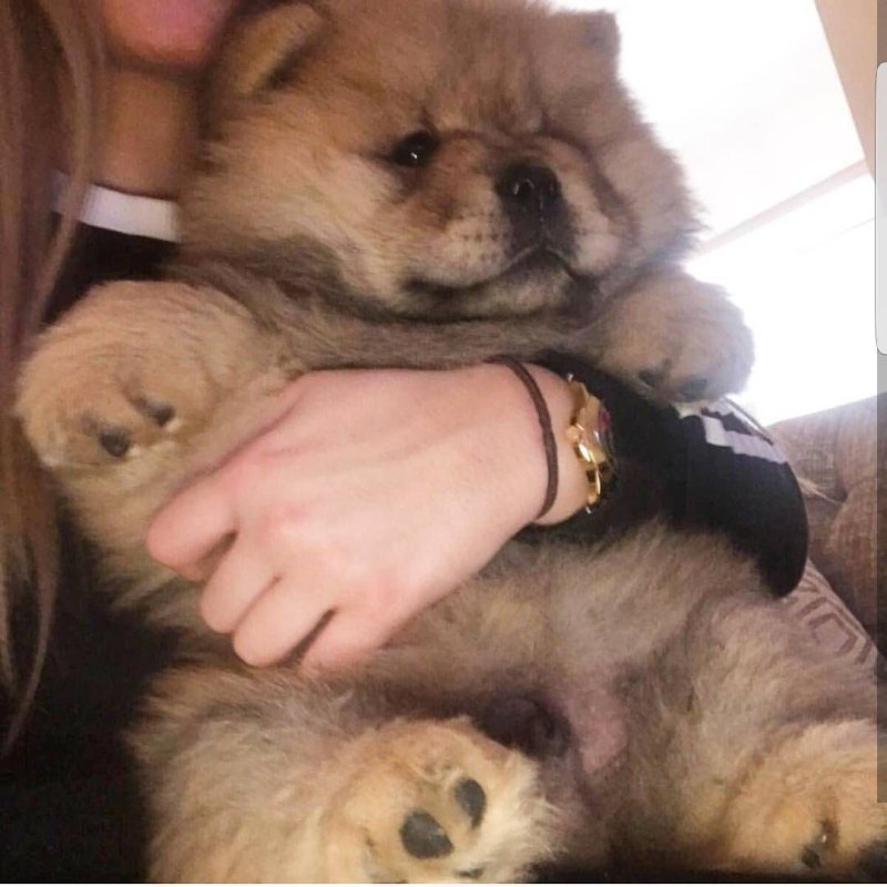 Чау-чау собака с человеком