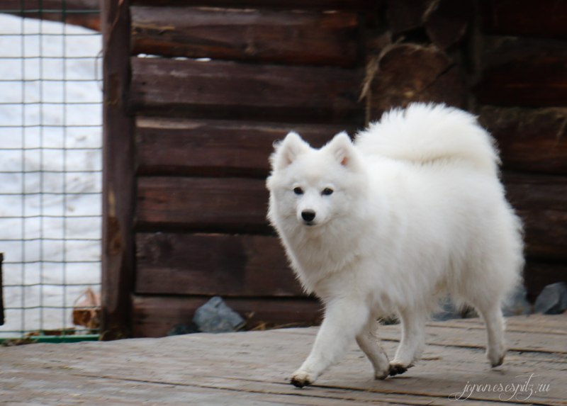 Шпиц большой гладкошерстный