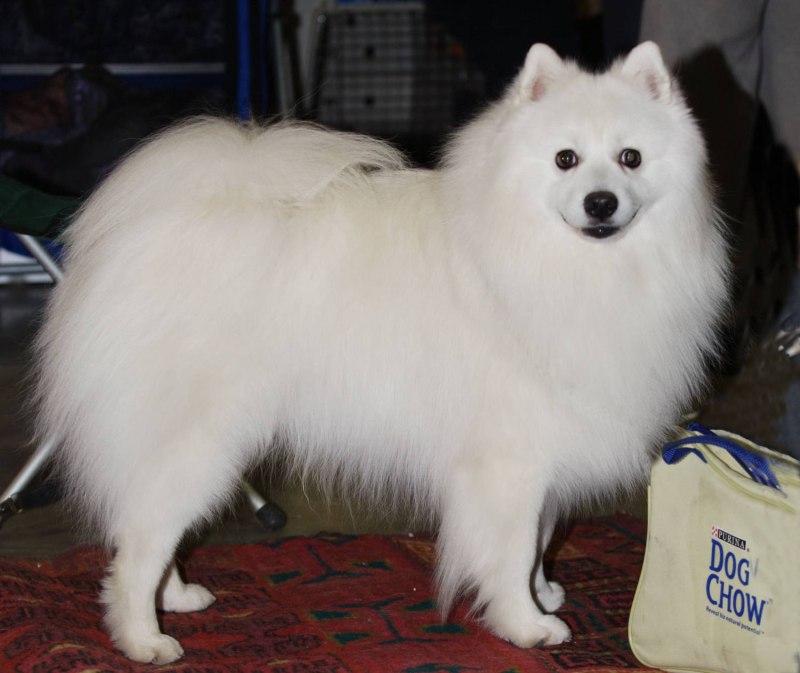 Японский шпиц коричневый