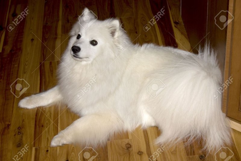 Шпиц Хин