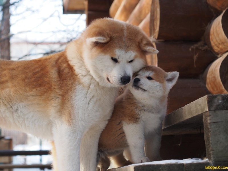 Akita#0525