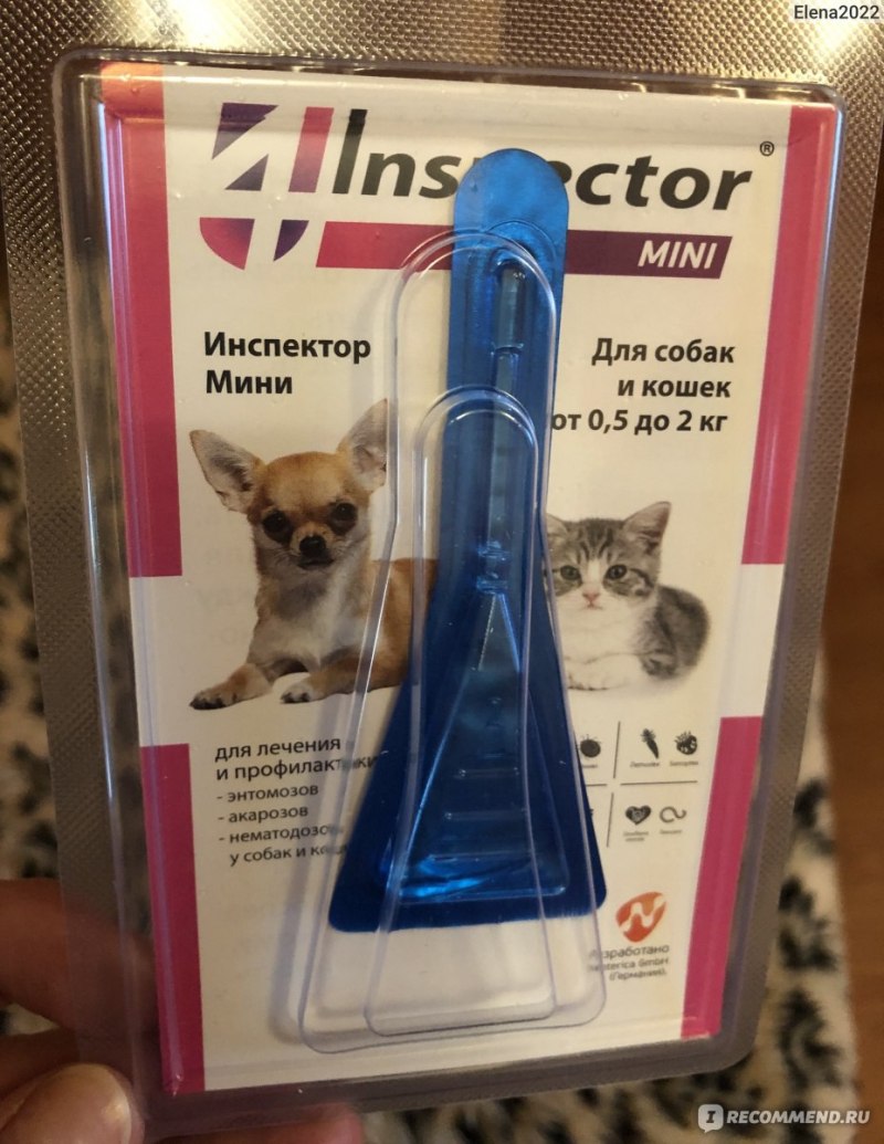 Инспектор для котят