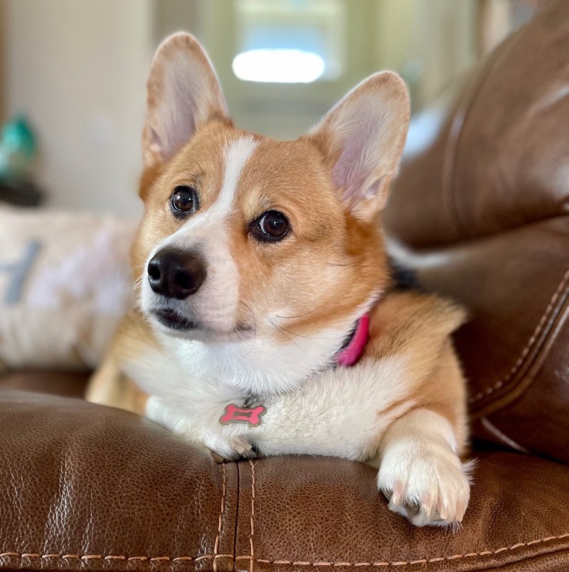 Corgi smile
