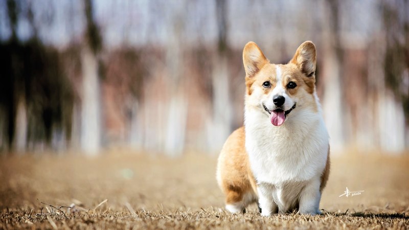 Олений корги