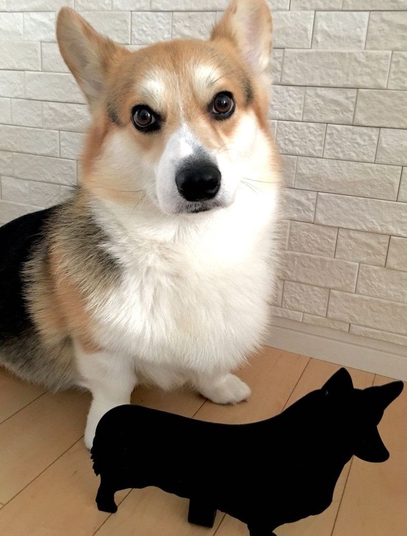 Подклейка ушей корги