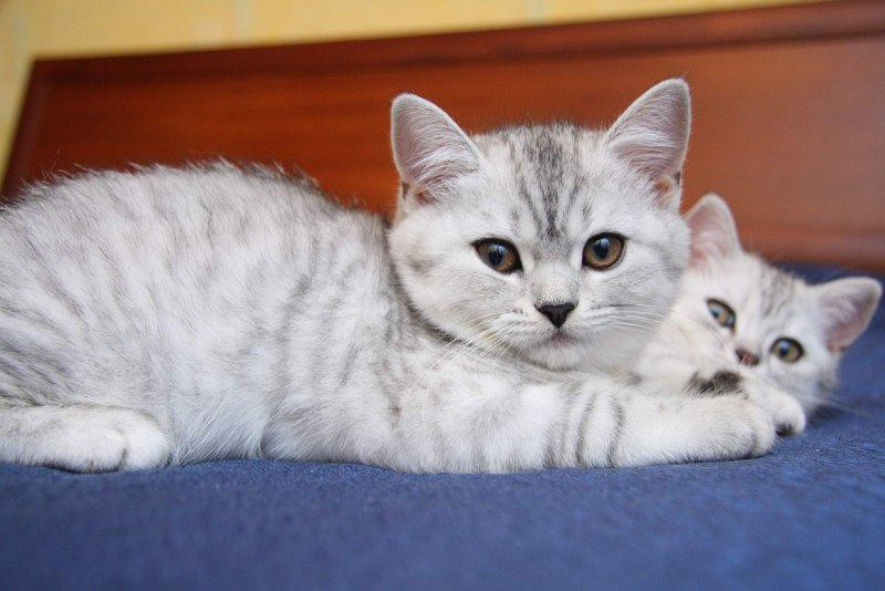 Скоттиш страйт шоколадный табби