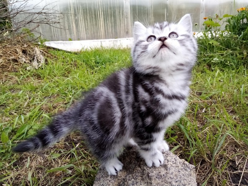 Бенгальская кошка Марбл