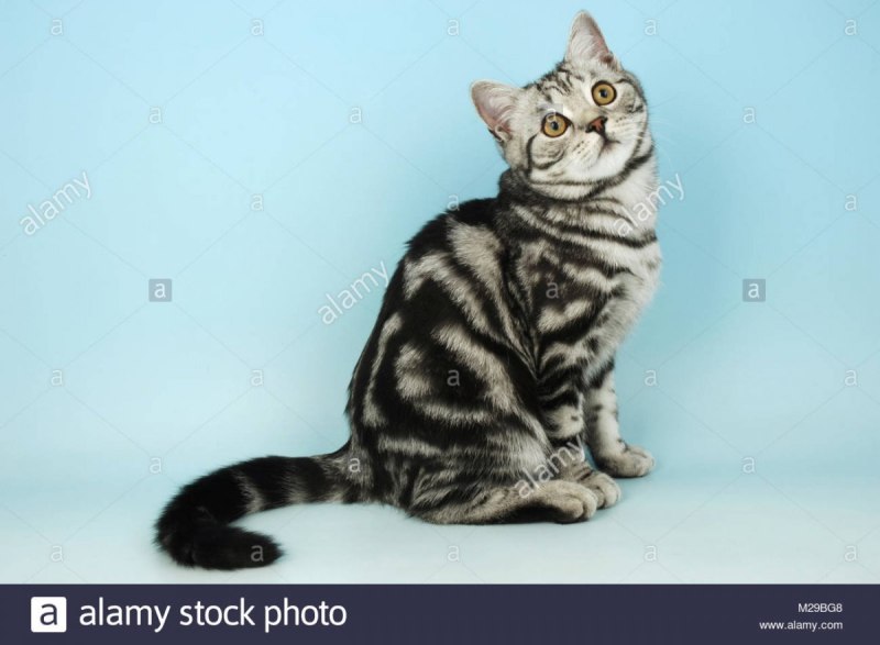 Шотландский кот серебристый табби