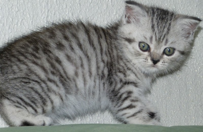 Шотландский скоттиш страйт