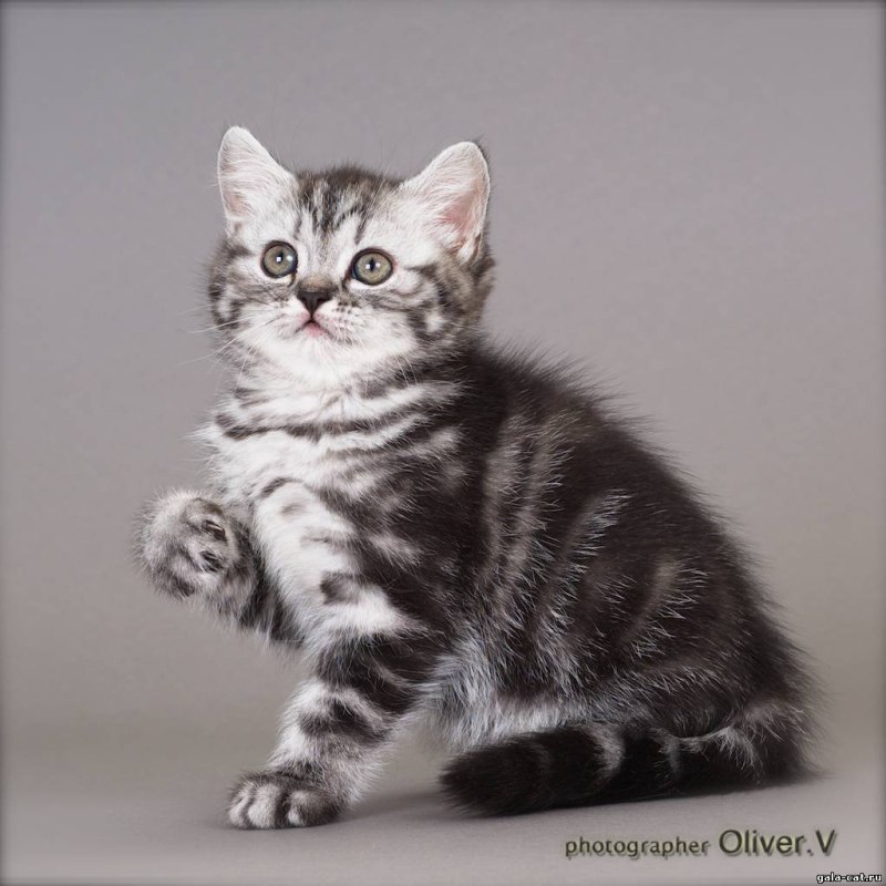Кот британец табби серебристый