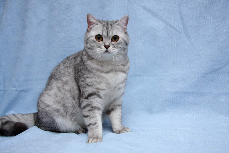 Американская короткошерстная серебристая табби