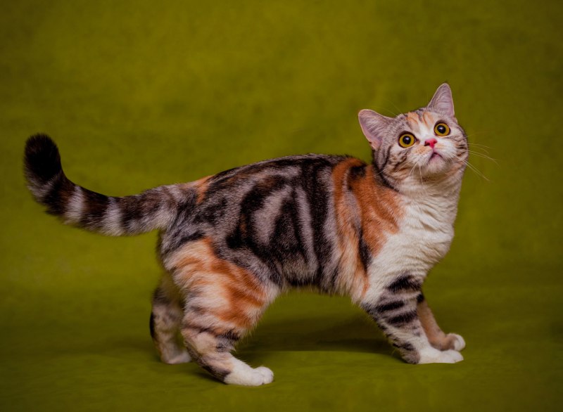 Кошка Classic tabby