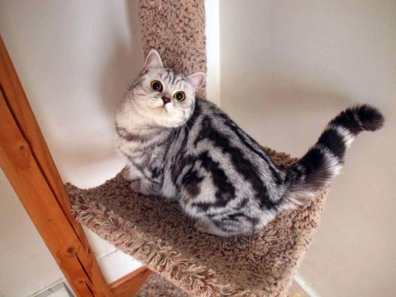 Американская короткошерстная кошка тэбби