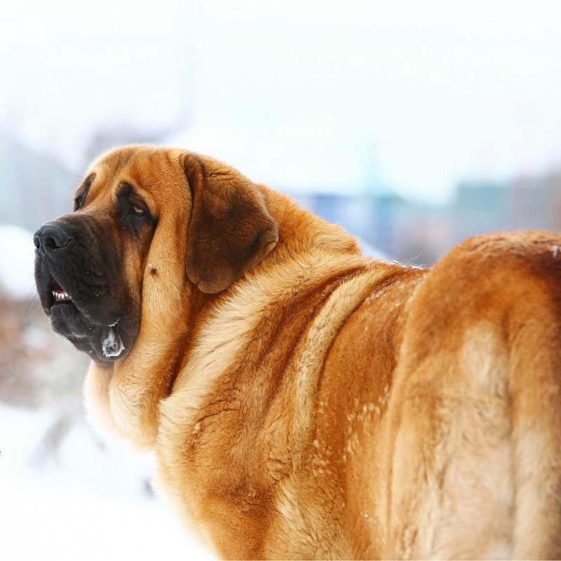 Собака испанский мастиф
