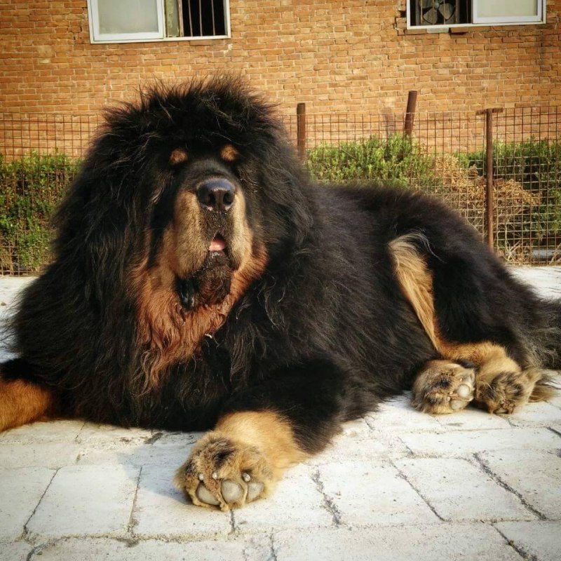 Староанглийский мастиф