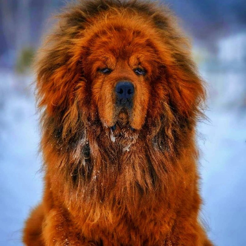 Мастиф собака английский