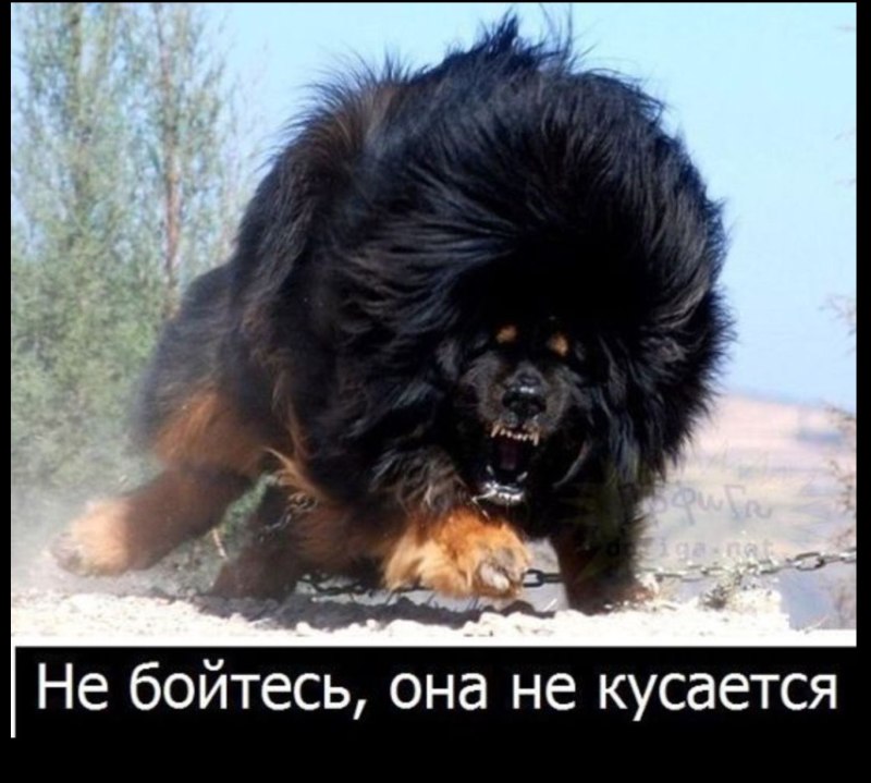 Мастиф Кане Корсо щенки