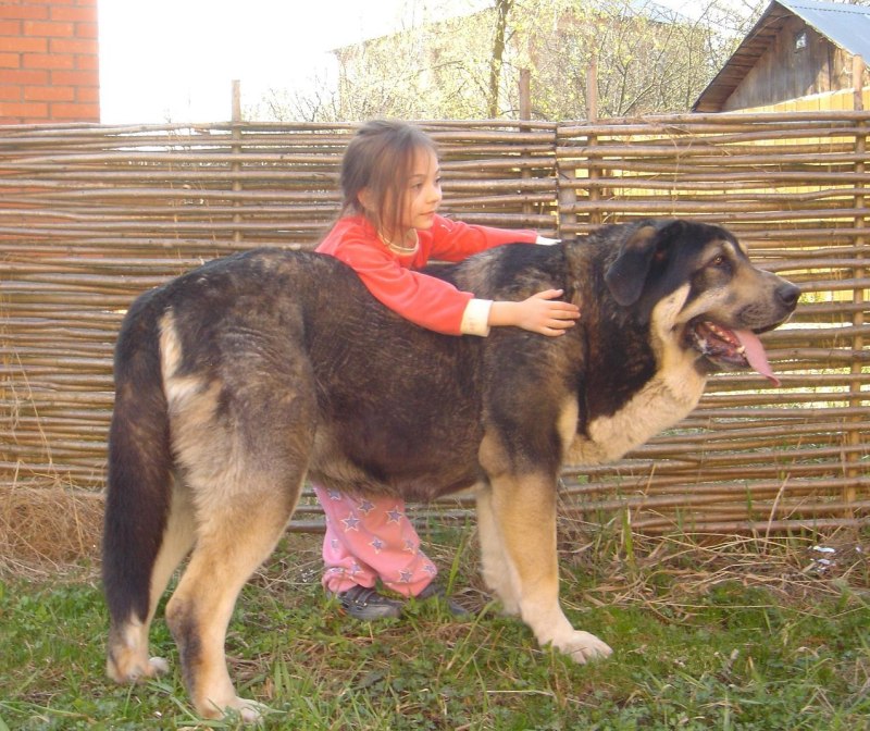 Английский мастиф