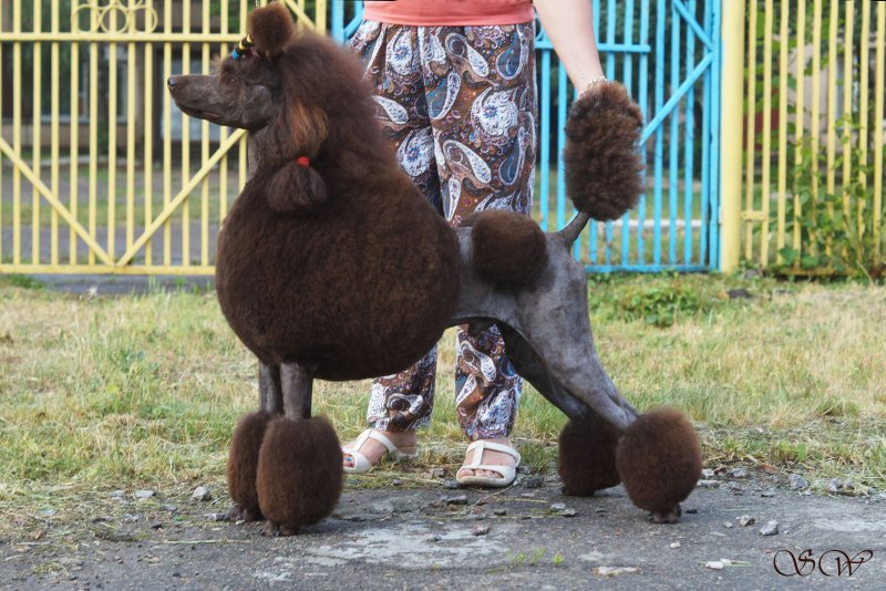 Мини пудель