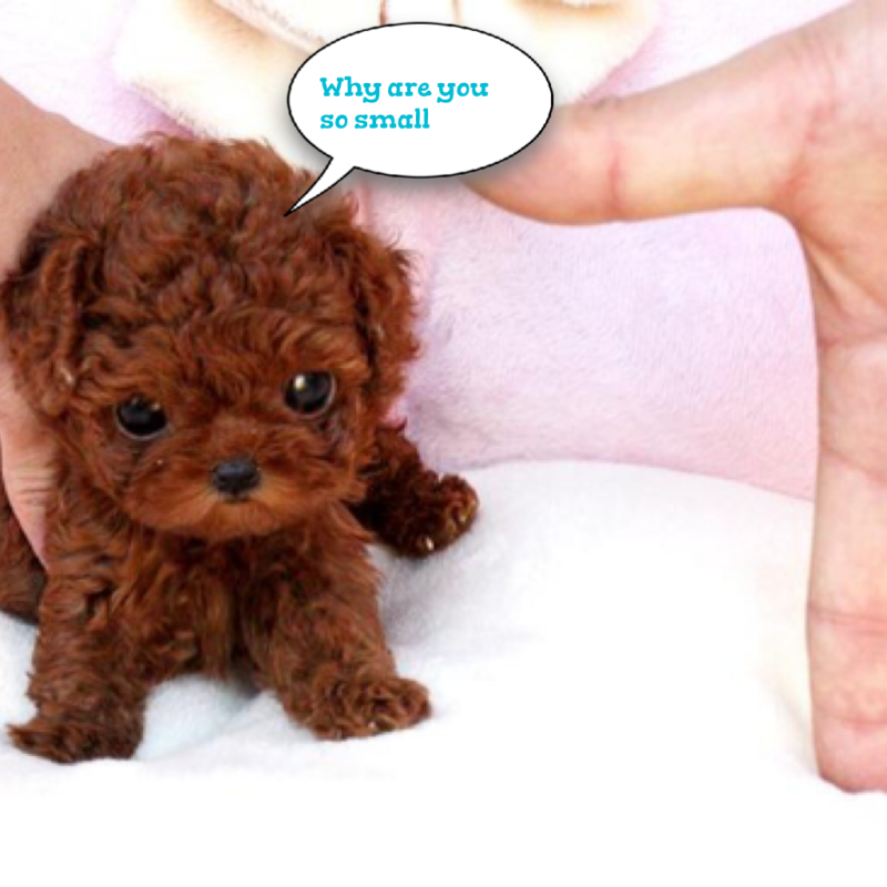Toy Poodle собака