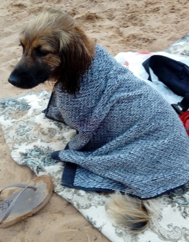 Бигль спаниель