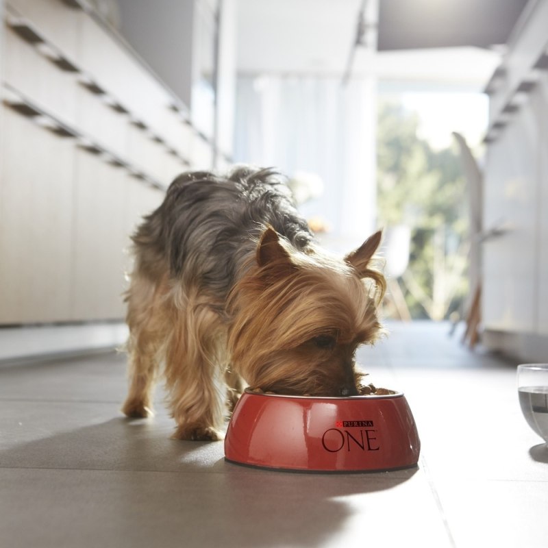 Purina one Dog мини активная