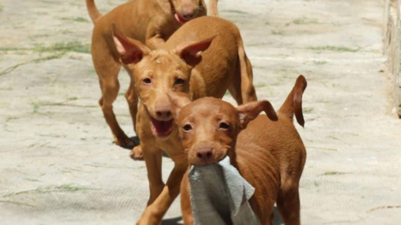 Reddish-Brown Bloodhound