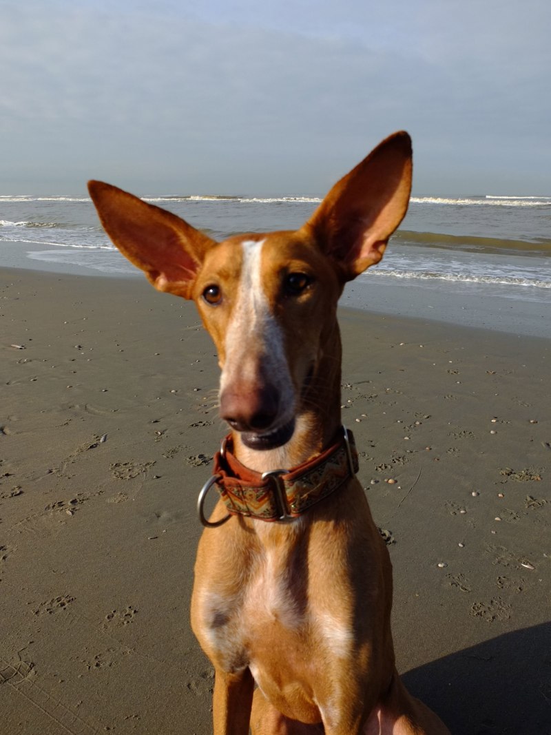 Андалузский Поденко (Поденко Андалуз) (Podenco Andaluz)