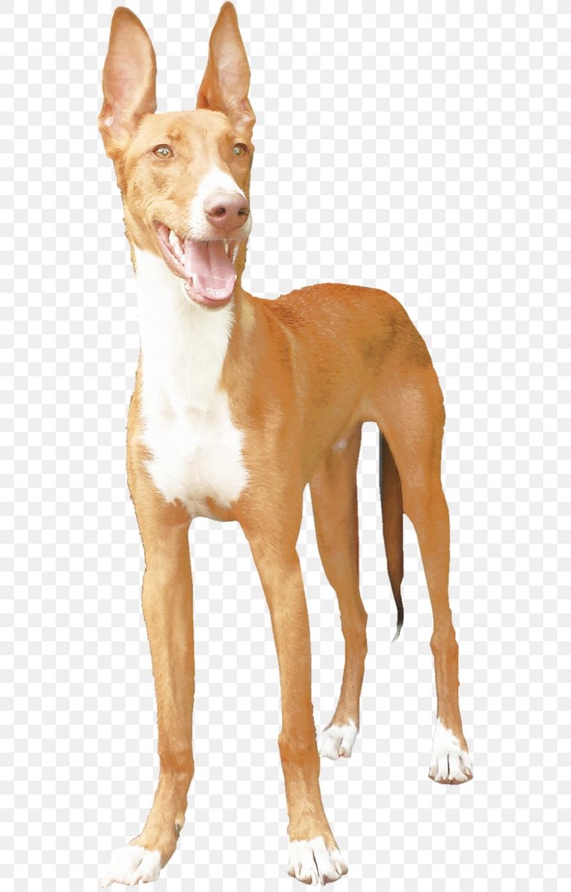 Андалузский Поденко (Поденко Андалуз) (Podenco Andaluz)