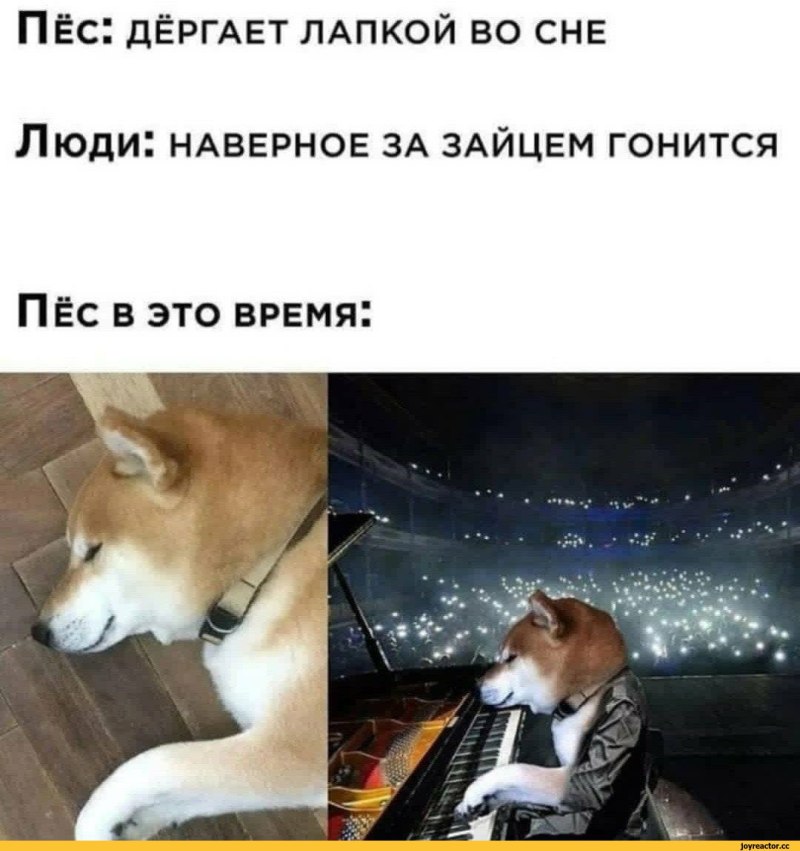 Разные животные вместе