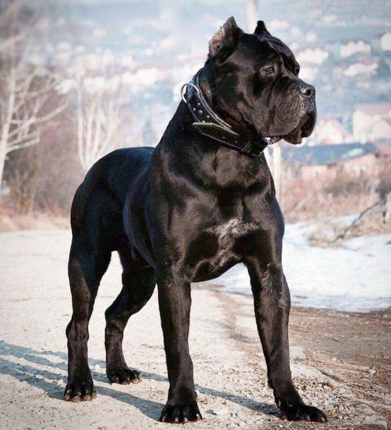 Кане Корсо собака