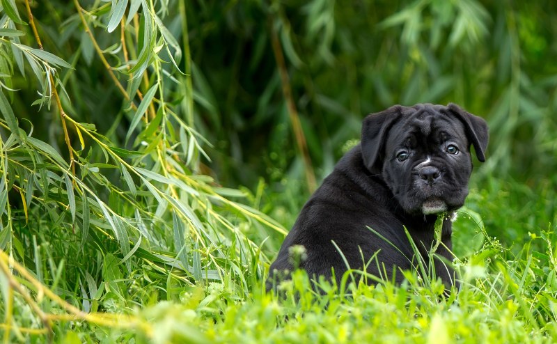 Cane Corso щенки