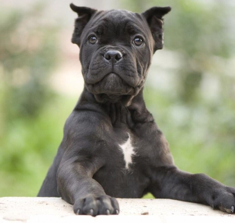 Кане Корсо (Cane Corso)
