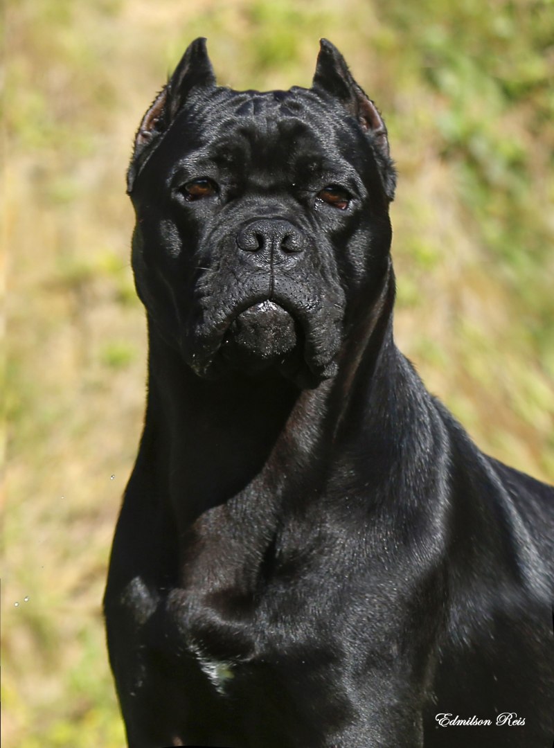 Кане Корсо