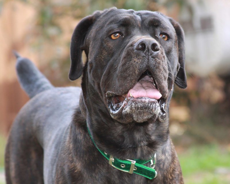 Кане Корсо (Cane Corso)