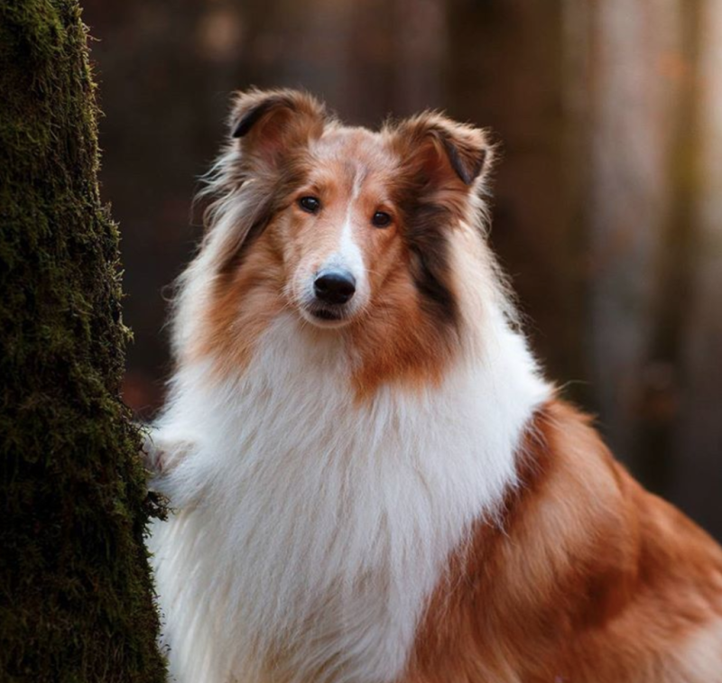 Щенки колли