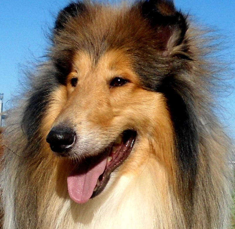 Колли длинношёрстныи