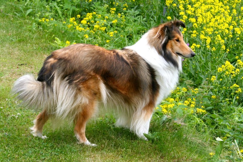 Колли пастушья