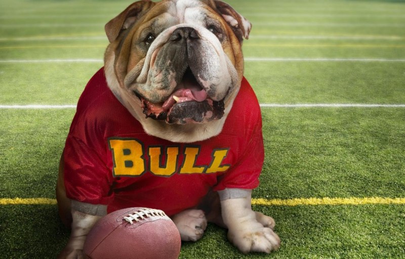 Greyhound Bulldog Mix