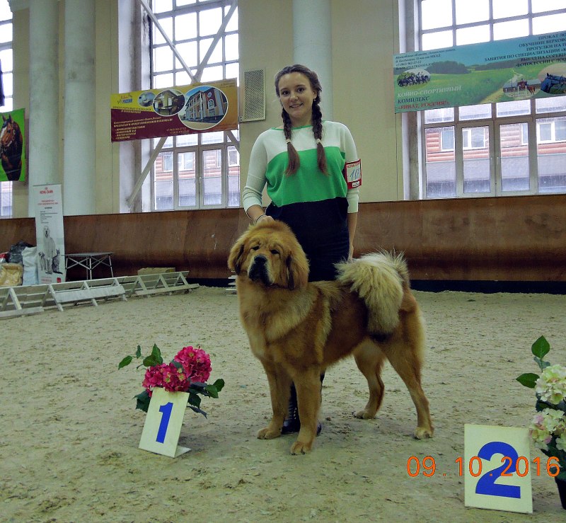 Оценки собак в классе юниоров