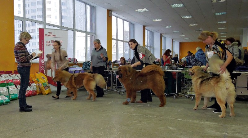 Выставка собак фон