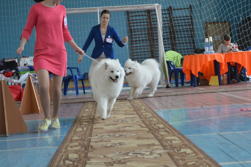 Класс Юниоры у собак Возраст