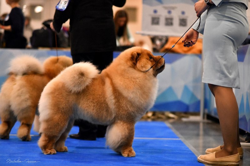 World Dog show 2016 самоеды ринг юниоров