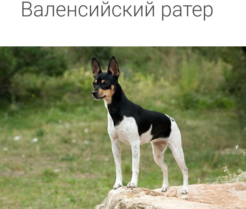 Фокстерьер Крысолов
