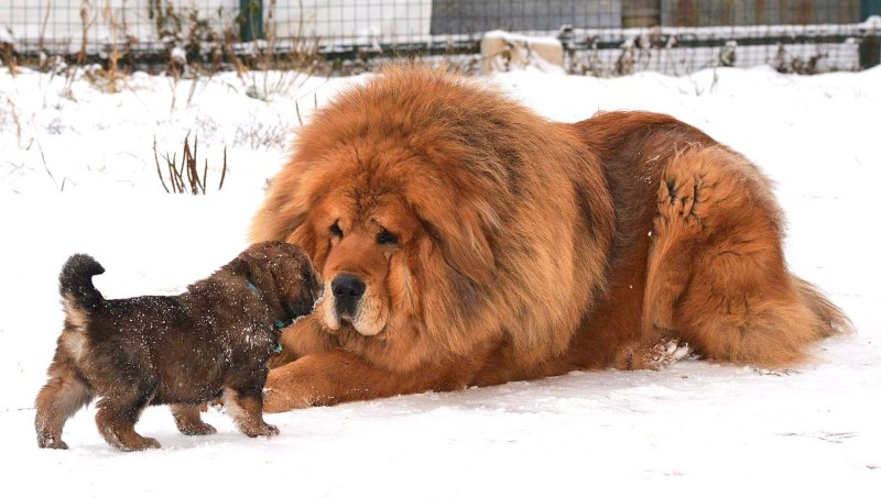 Королевский тибетский мастиф