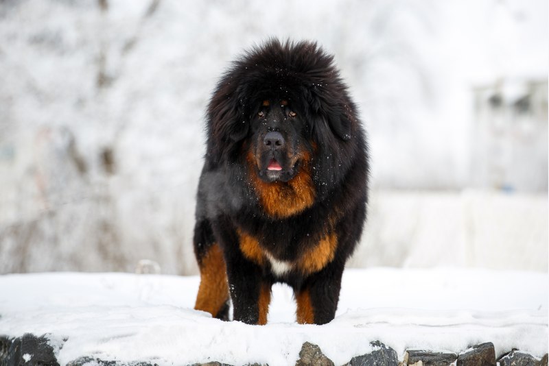 Королевский тибетский мастиф