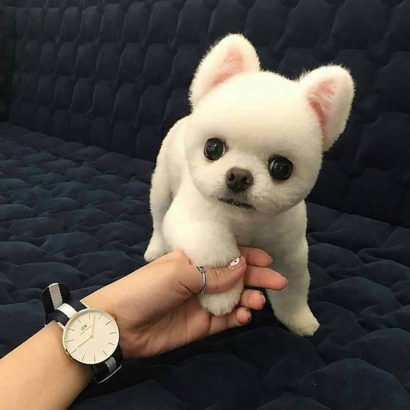 Собачка похожая на игрушку