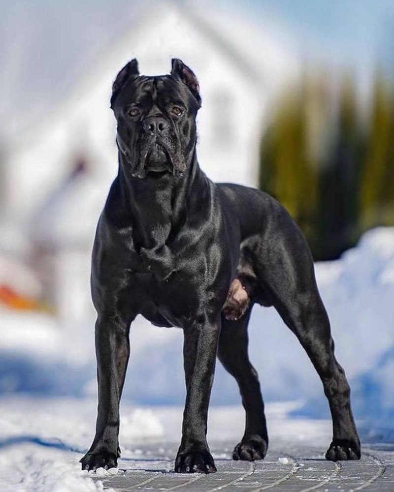Cane Corso собака