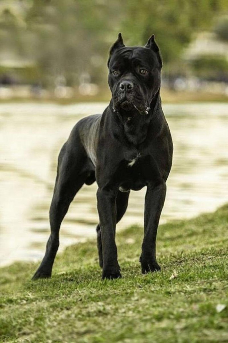 Кане Корсо (Cane Corso)