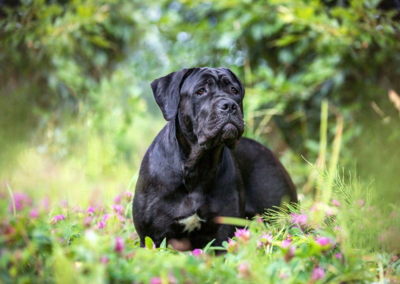 Кане Корсо (Cane Corso)